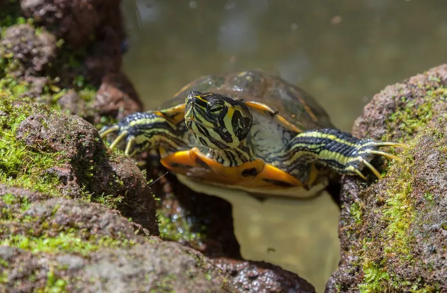 The Yellow-bellied slider card