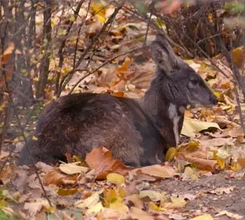 La carte Moschus