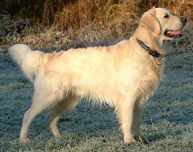 La carte Golden retriever