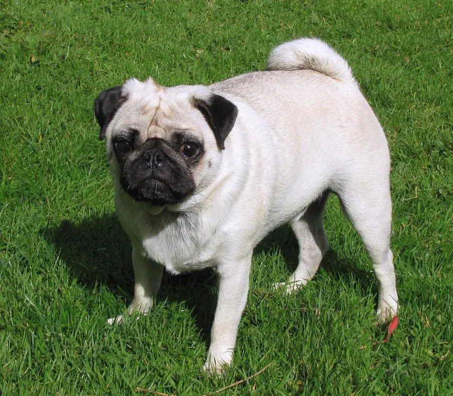 The Pug card