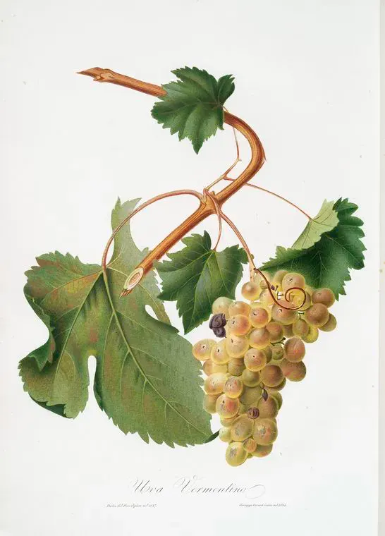 The Vermentino card