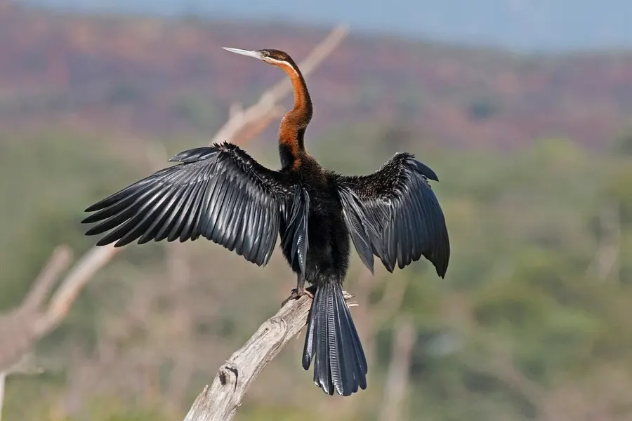 La carte Anhinga d'Afrique
