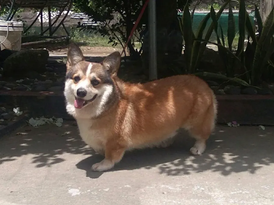 La carte Welsh Corgi Pembroke