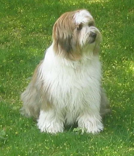 La carte Terrier tibétain
