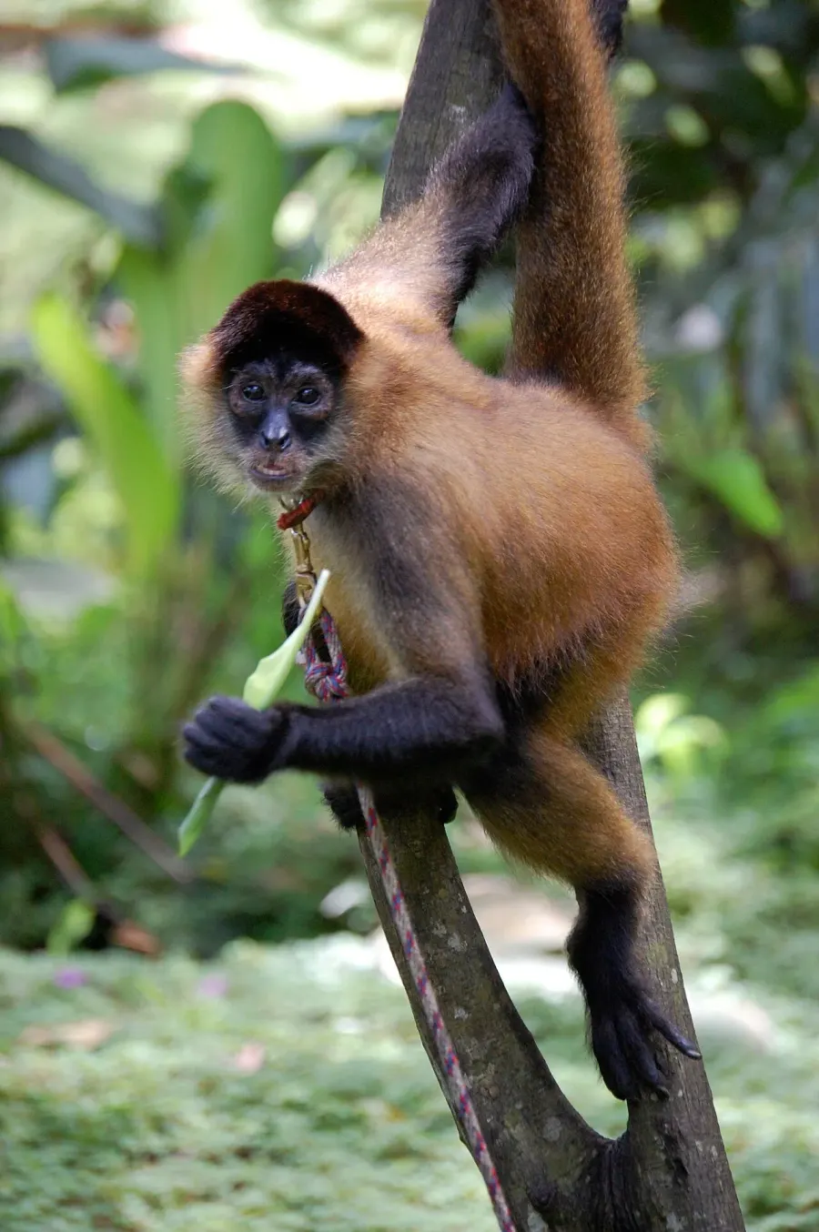 La carte Singe-araignée de Geoffroy