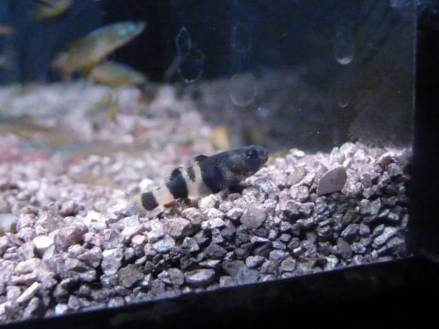 La carte Brachygobius
