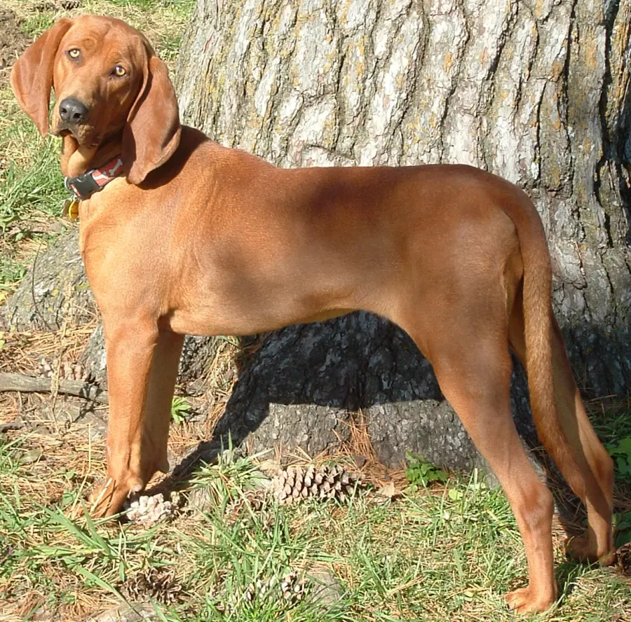 La carte Redbone Coonhound
