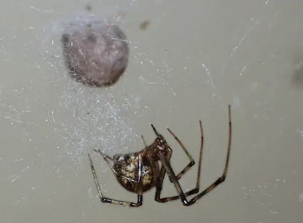 La carte Parasteatoda tepidariorum