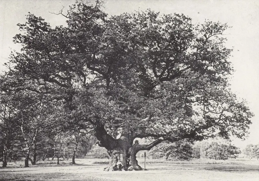 The Major Oak card