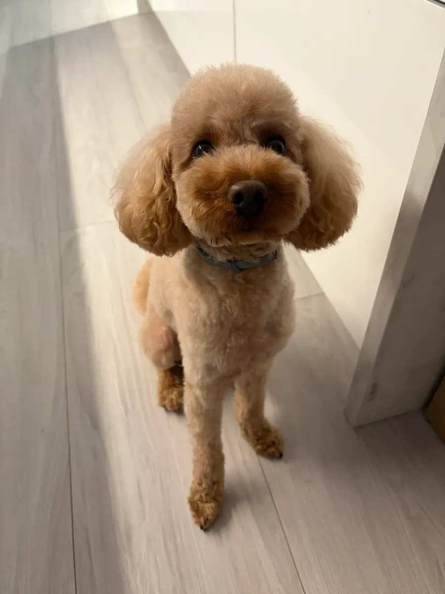 The Poodle card