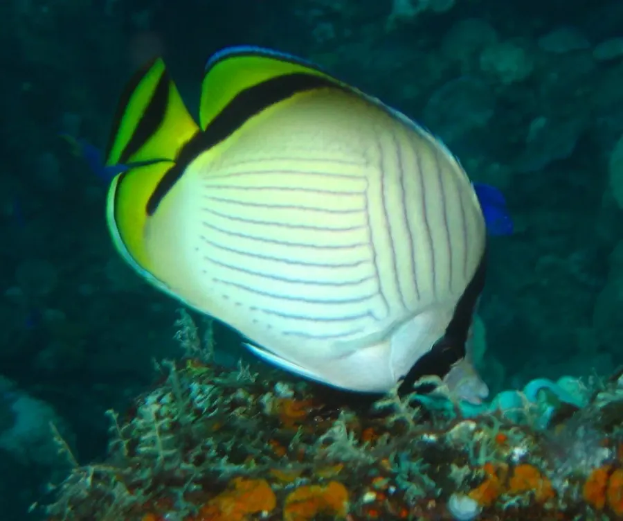 The Vagabond butterflyfish card