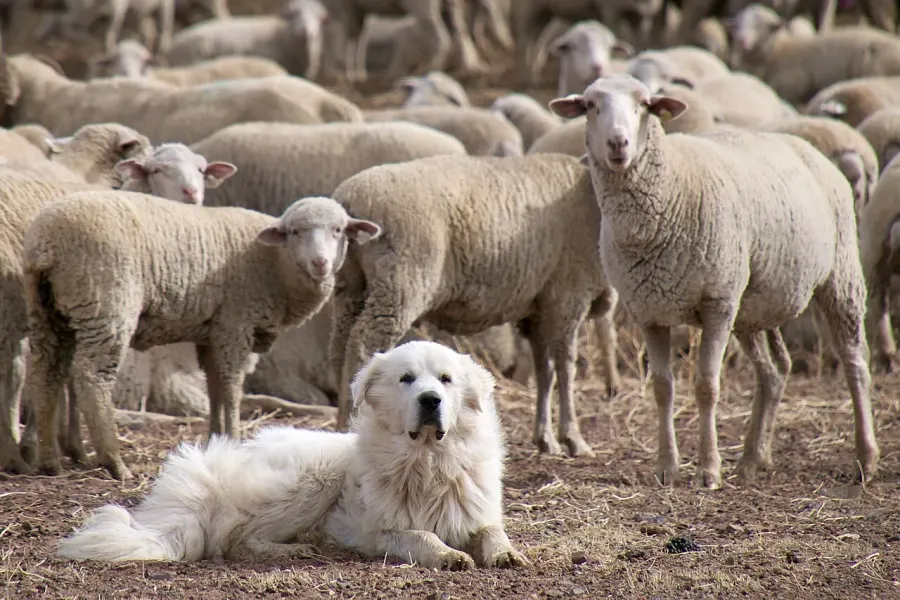 The Livestock guardian dog card