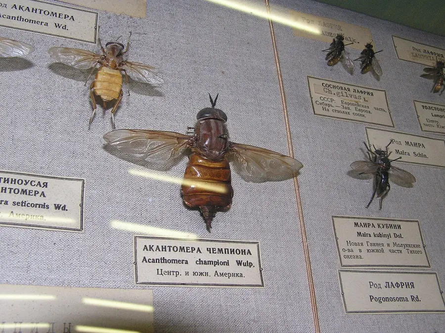 La carte Pantophthalmidae