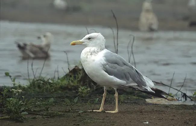 The Caspian gull card