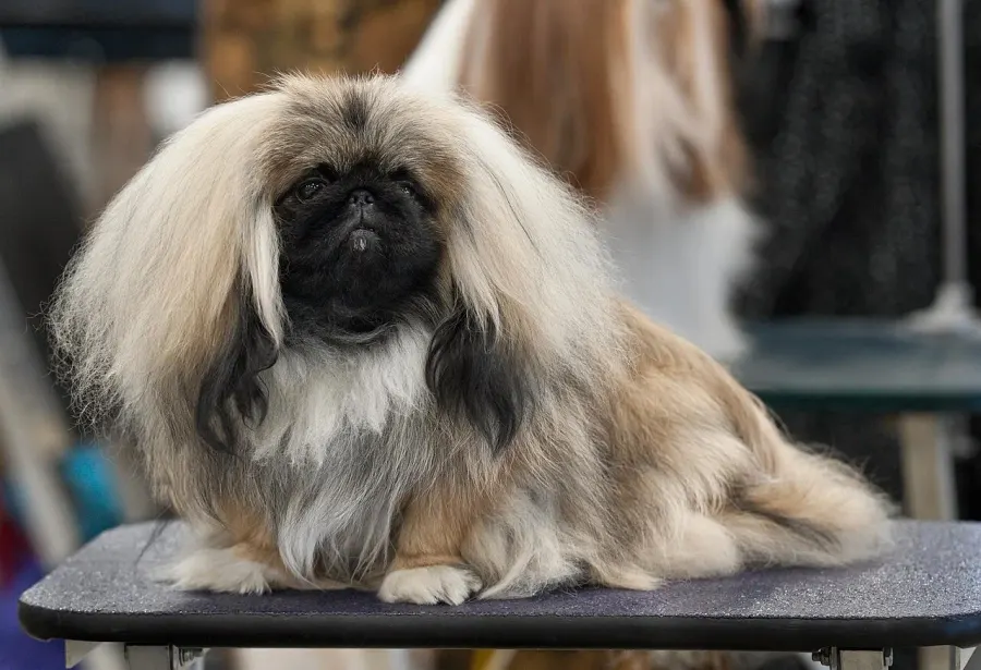 The Pekingese card