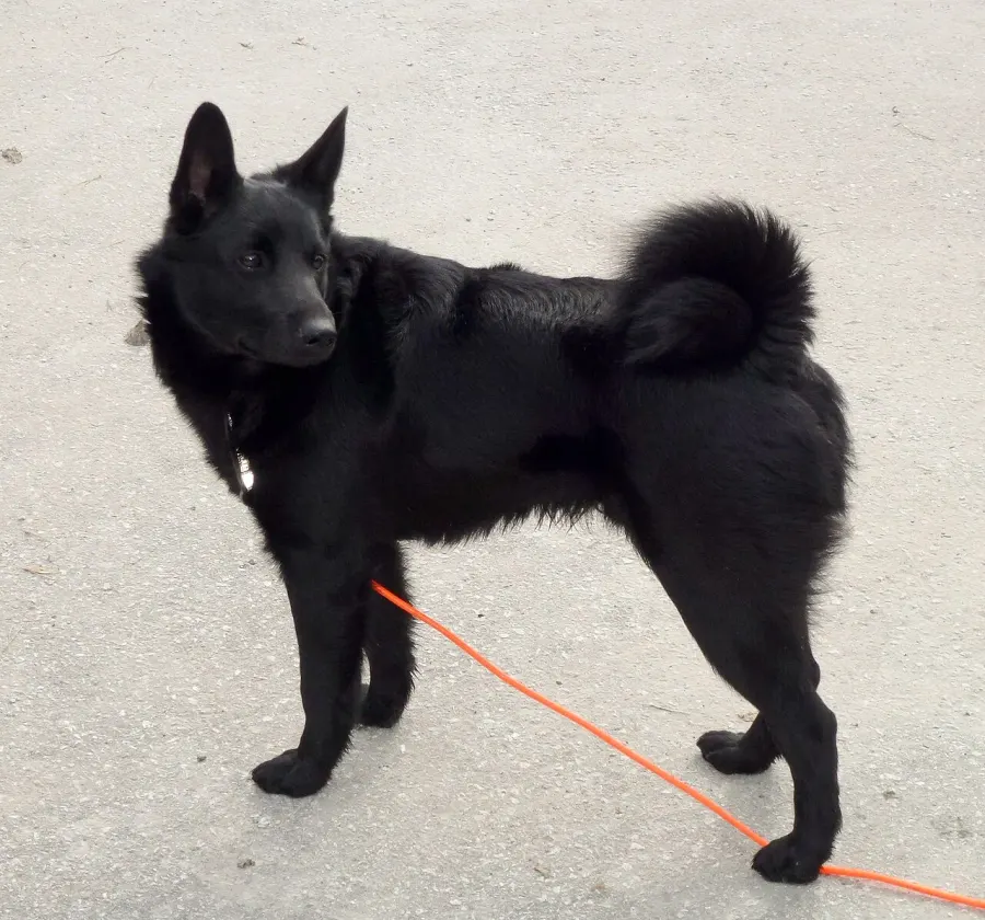 The Black Norwegian Elkhound card