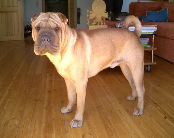 La carte Shar Pei