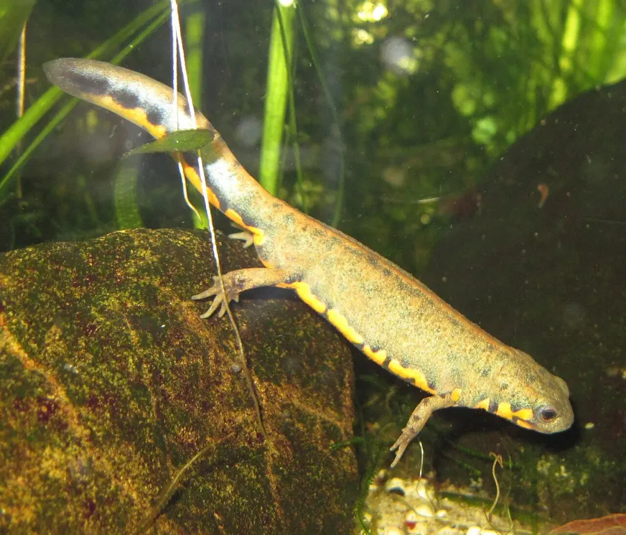 The Chuxiong fire-bellied newt card