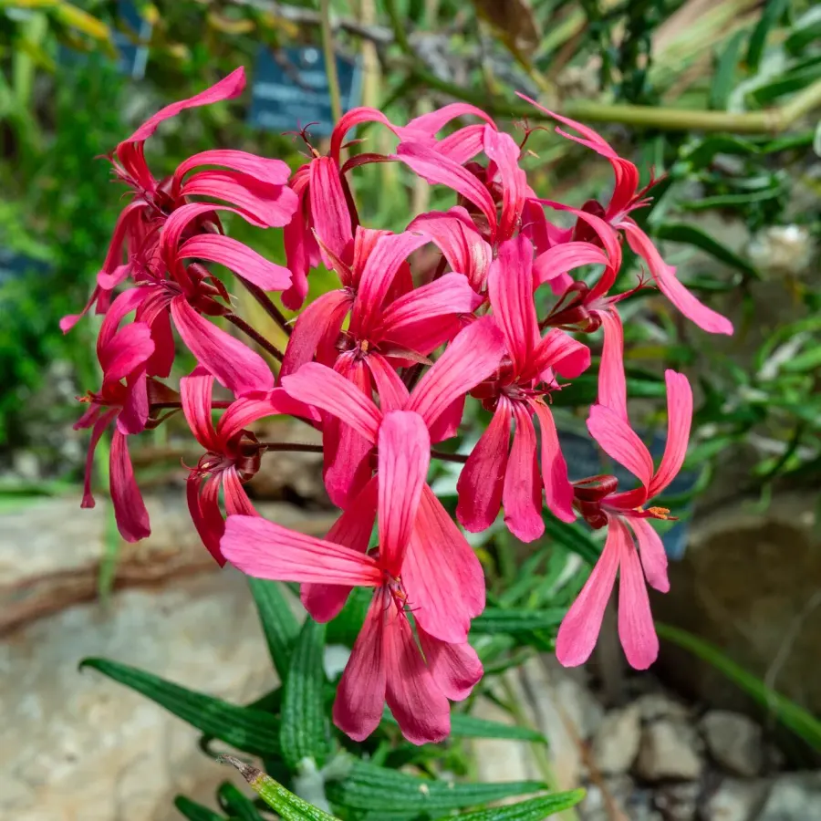 La carte Pelargonium zonale