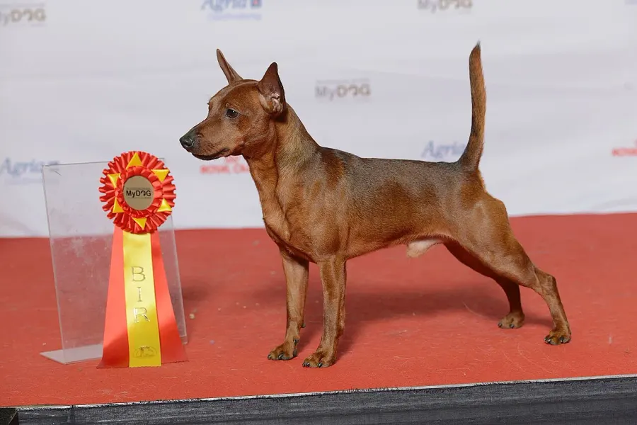La carte Pinscher nain