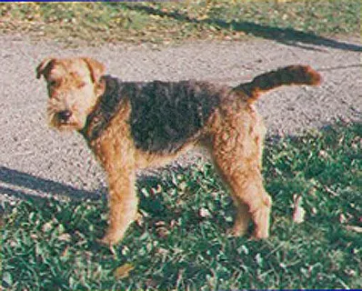 La carte Welsh terrier