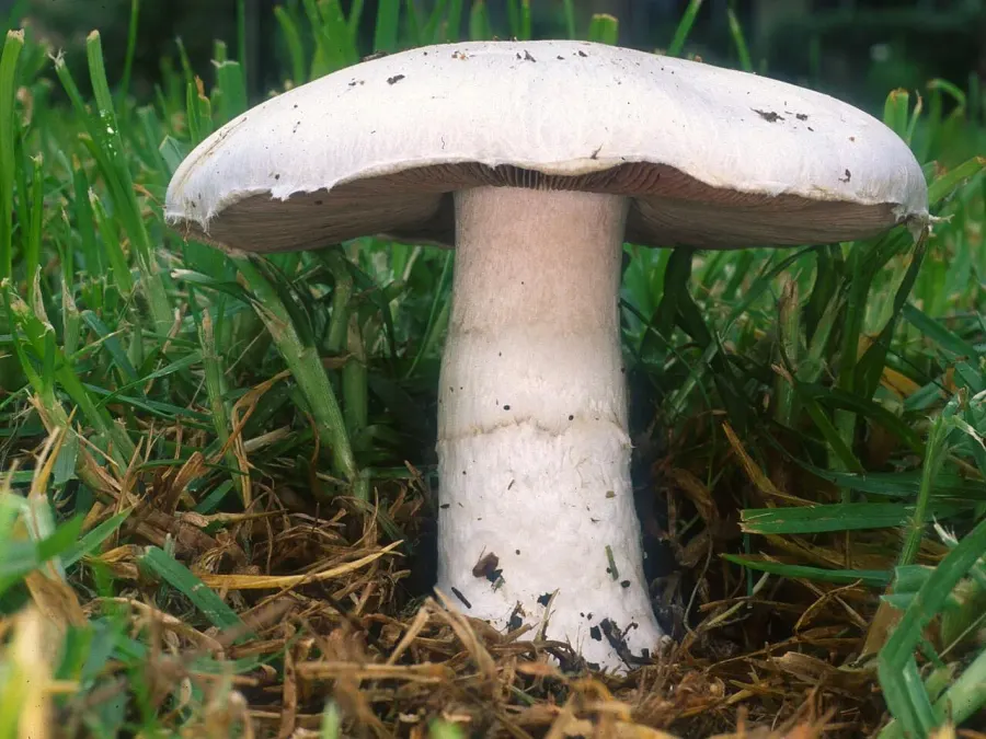 The Agaricus card