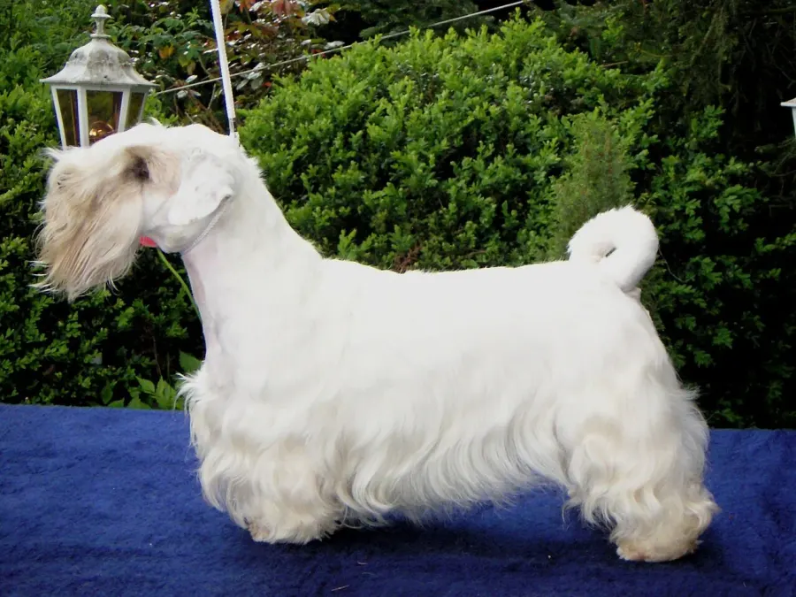 The Sealyham Terrier card