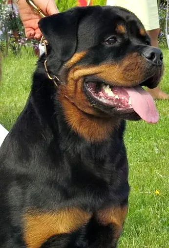 The Rottweiler card