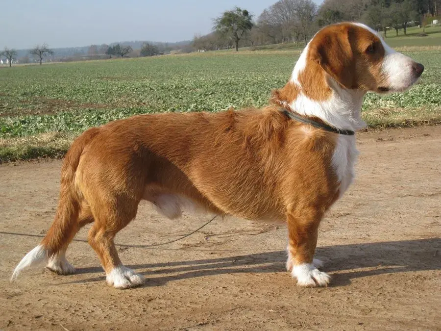 La carte Basset de Westphalie