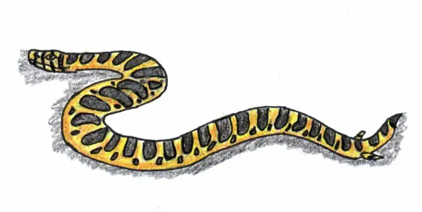 La carte Pachyrhachis