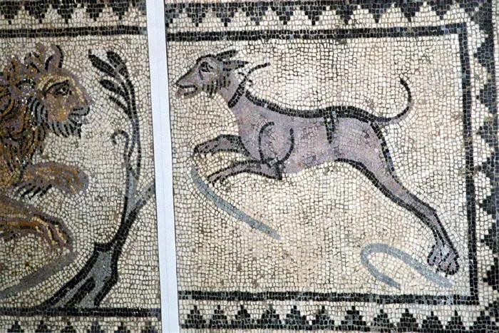 The Domestication of the dog card
