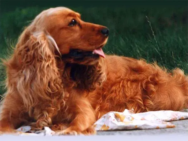 The Spaniel card