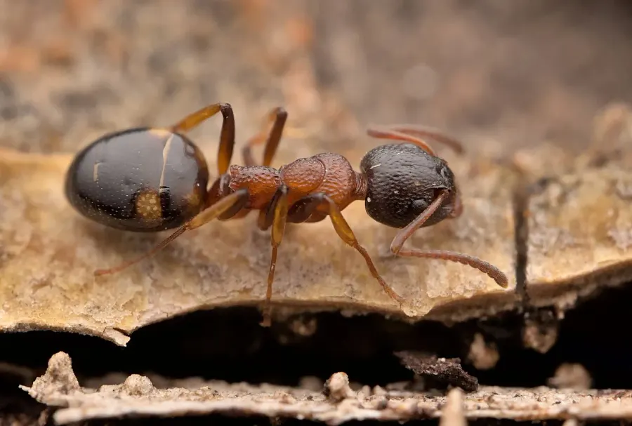 The Dolichoderus quadripunctatus card