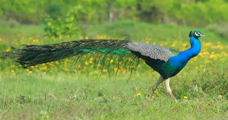 The Pavo card