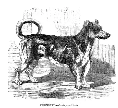 La carte Turnspit dog