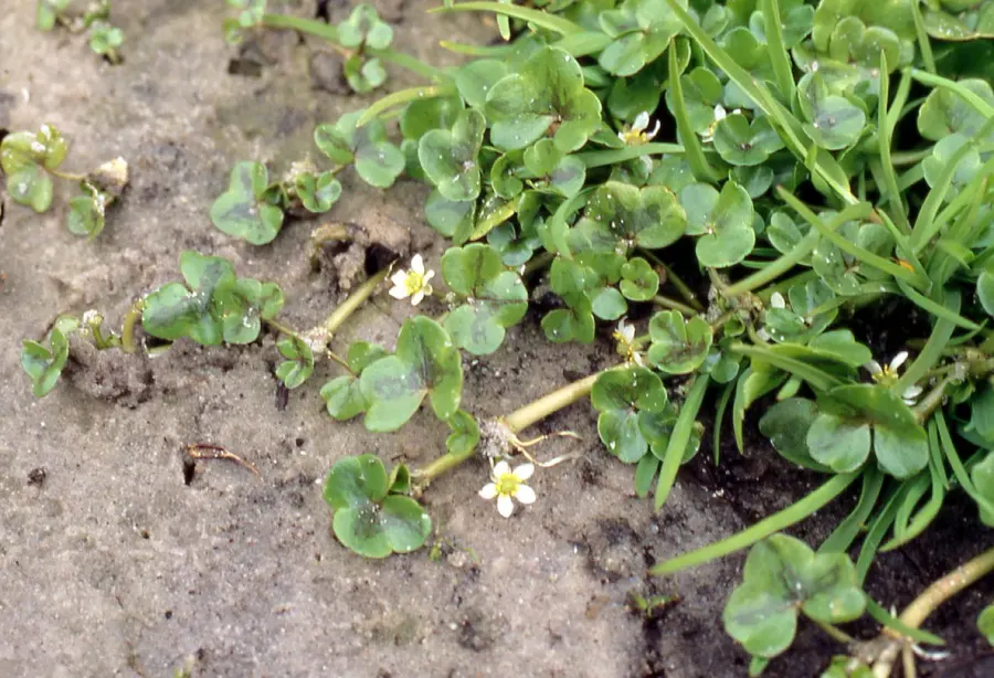 The Ranunculus hederaceus card