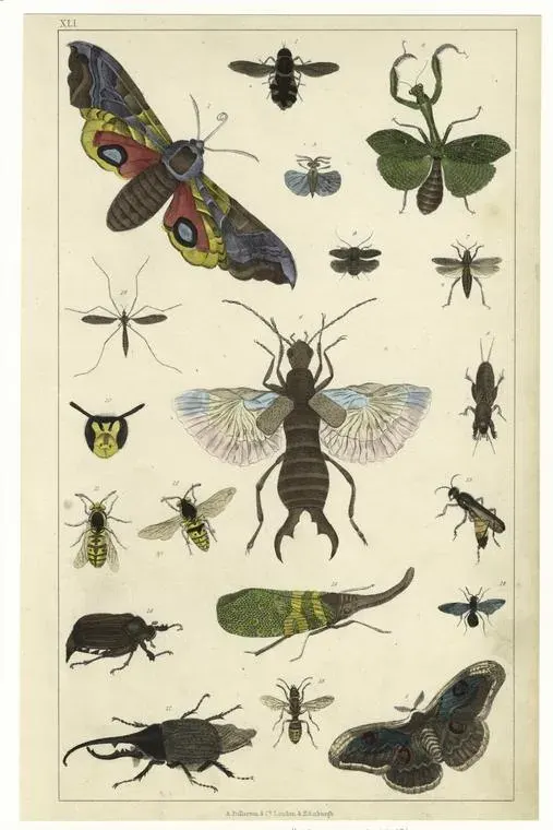 La carte Entomologie