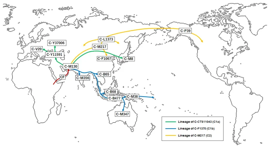 The Haplogroup C-M130 card