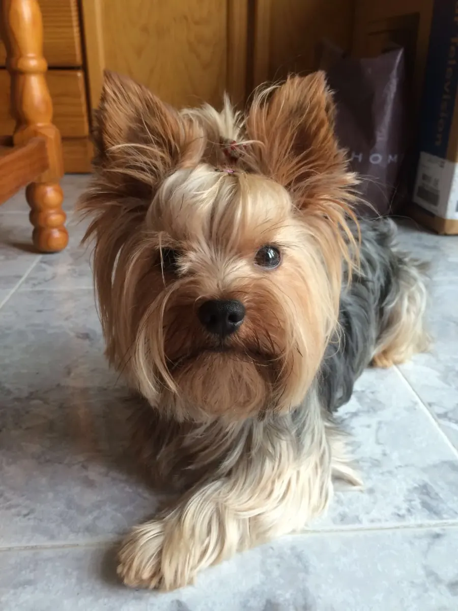 La carte Yorkshire terrier