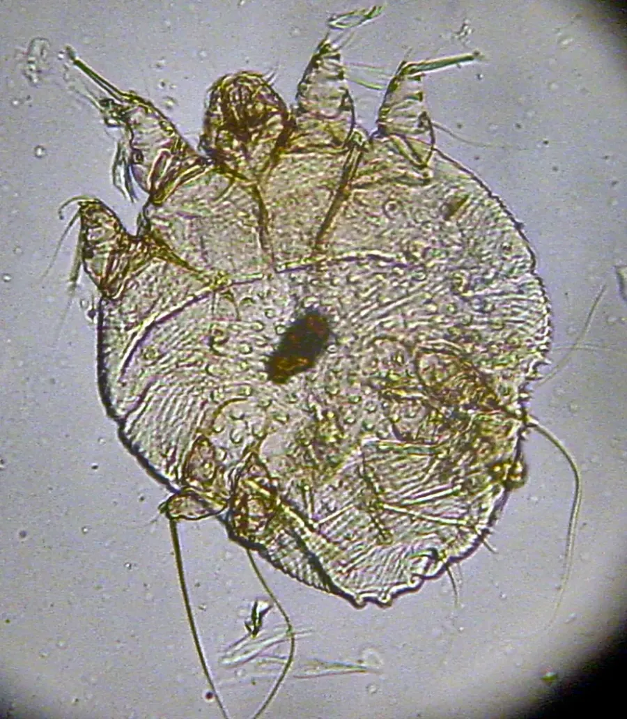 The Sarcoptidae card