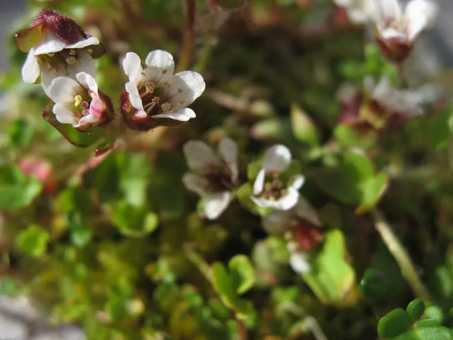 La carte Saxifraga rivularis