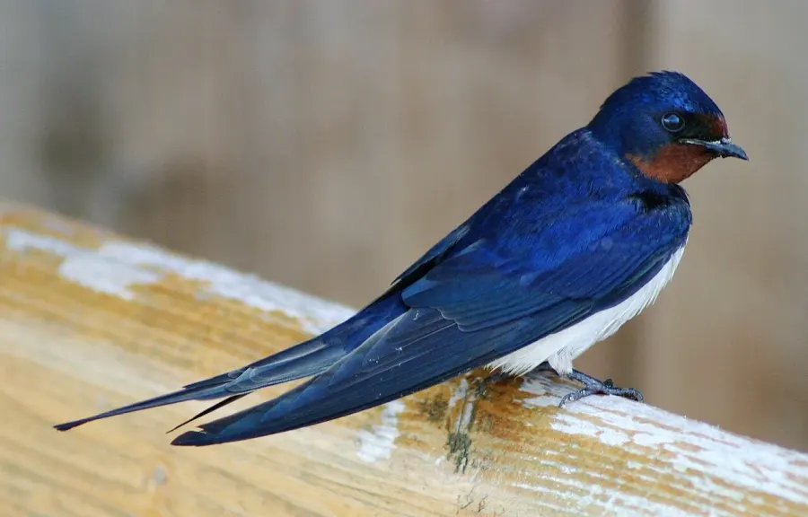 The Swallow card