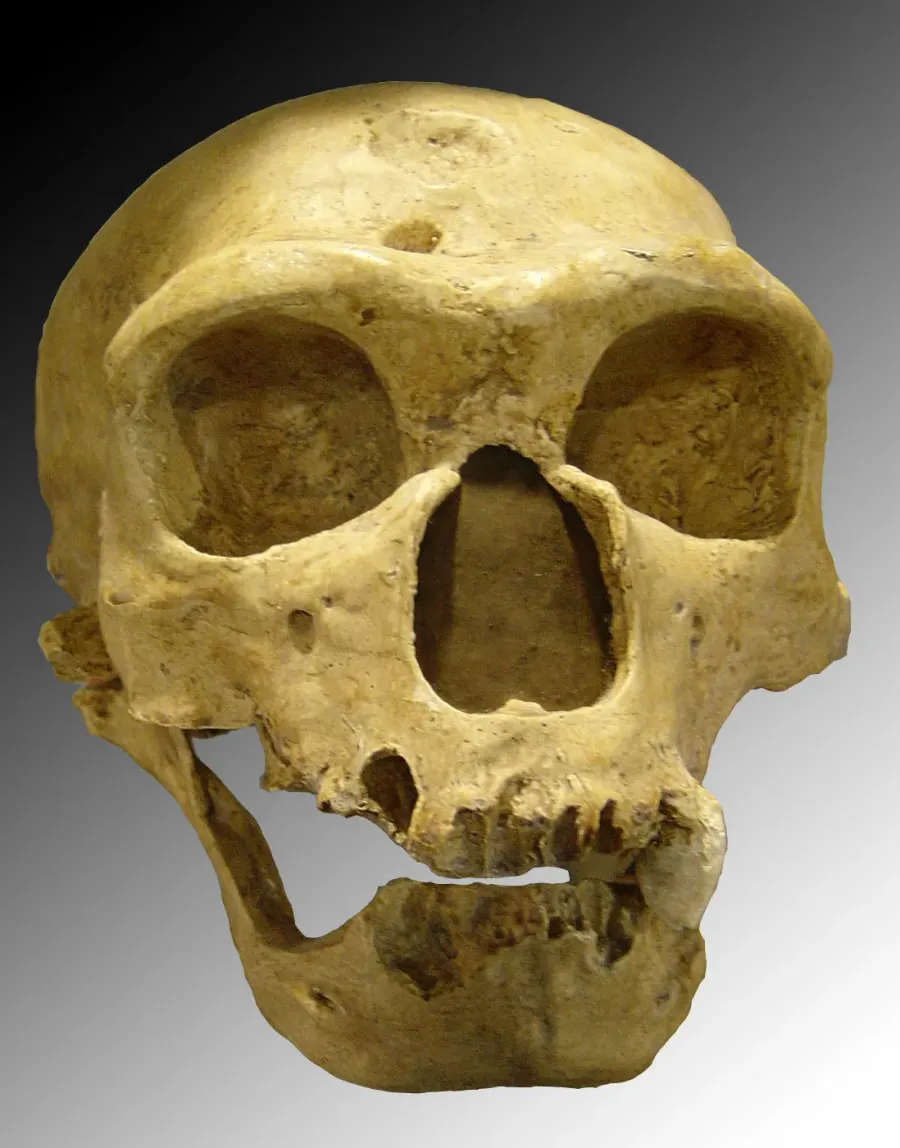 The Neanderthal card