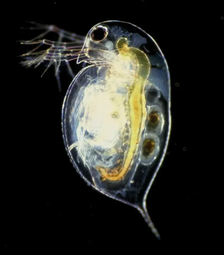 The Daphniidae card
