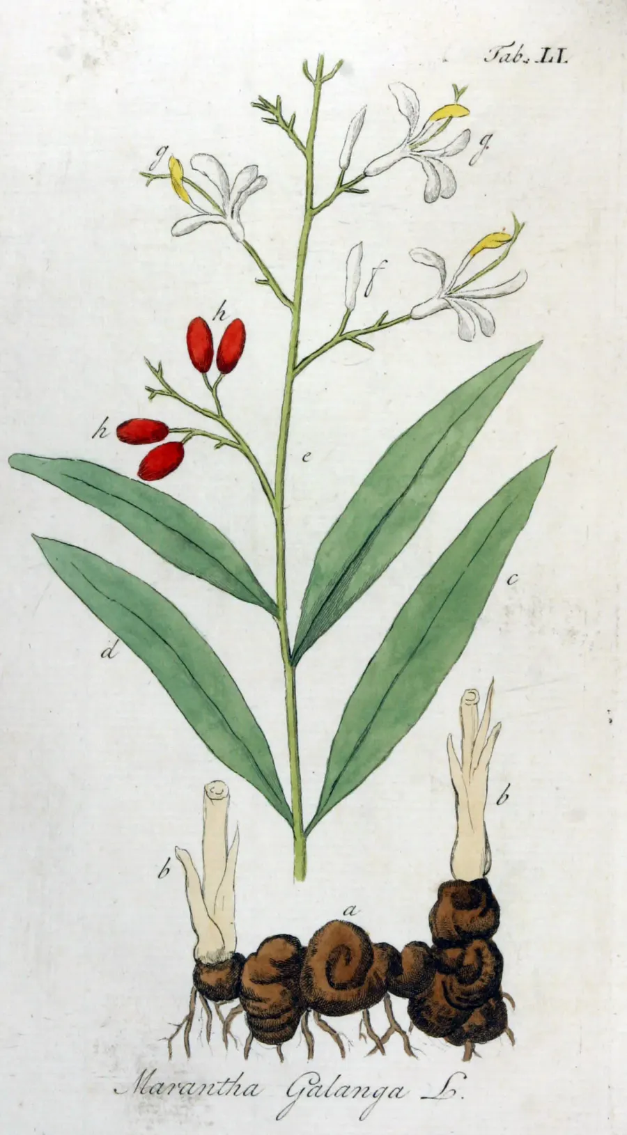 La carte Alpinia galanga