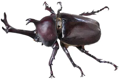 La carte Allomyrina