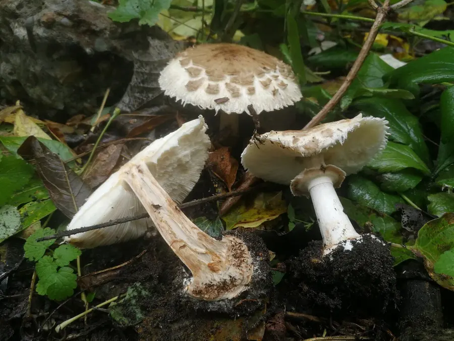 The Chlorophyllum brunneum card