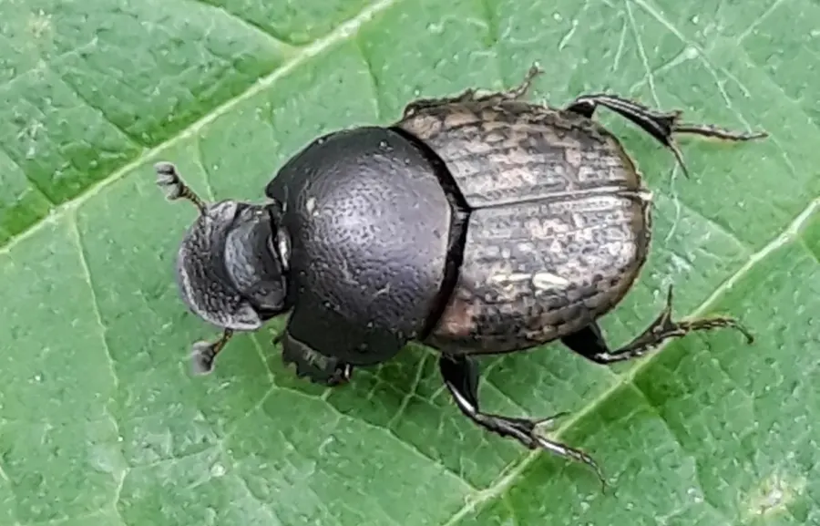 The Onthophagus fracticornis card