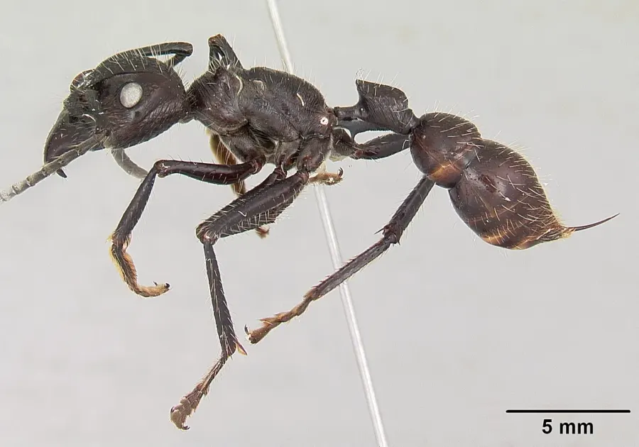 La carte Paraponera
