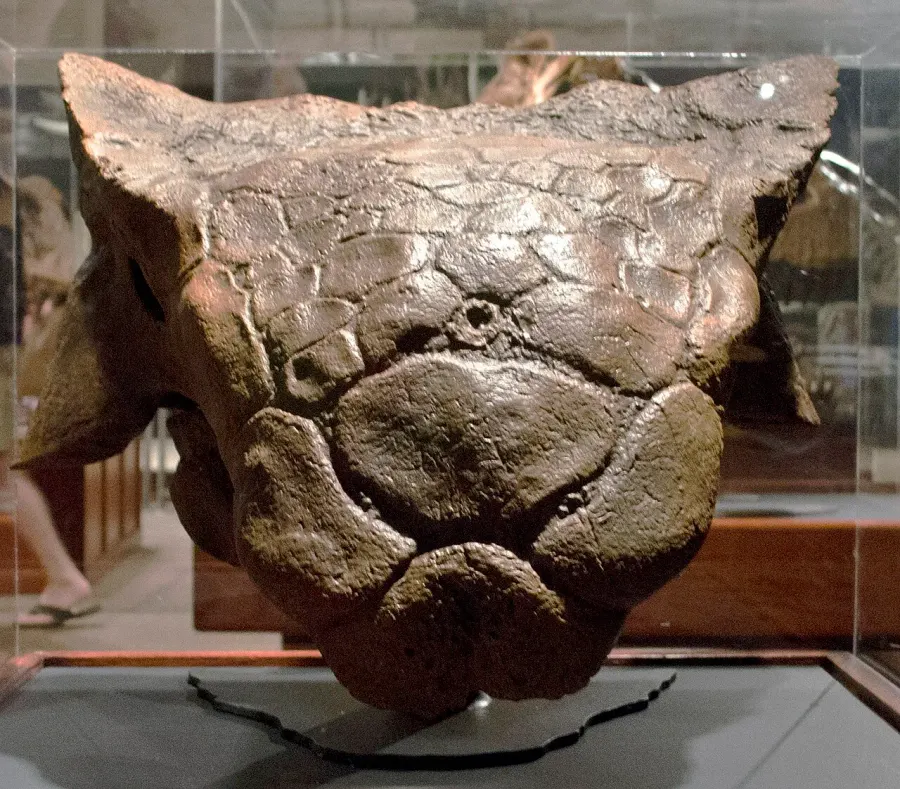 La carte Ankylosaurus